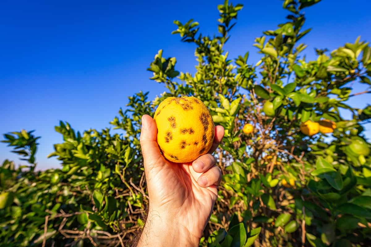 11 Citrus Tree Pests And Diseases That Can Destroy Your Grove