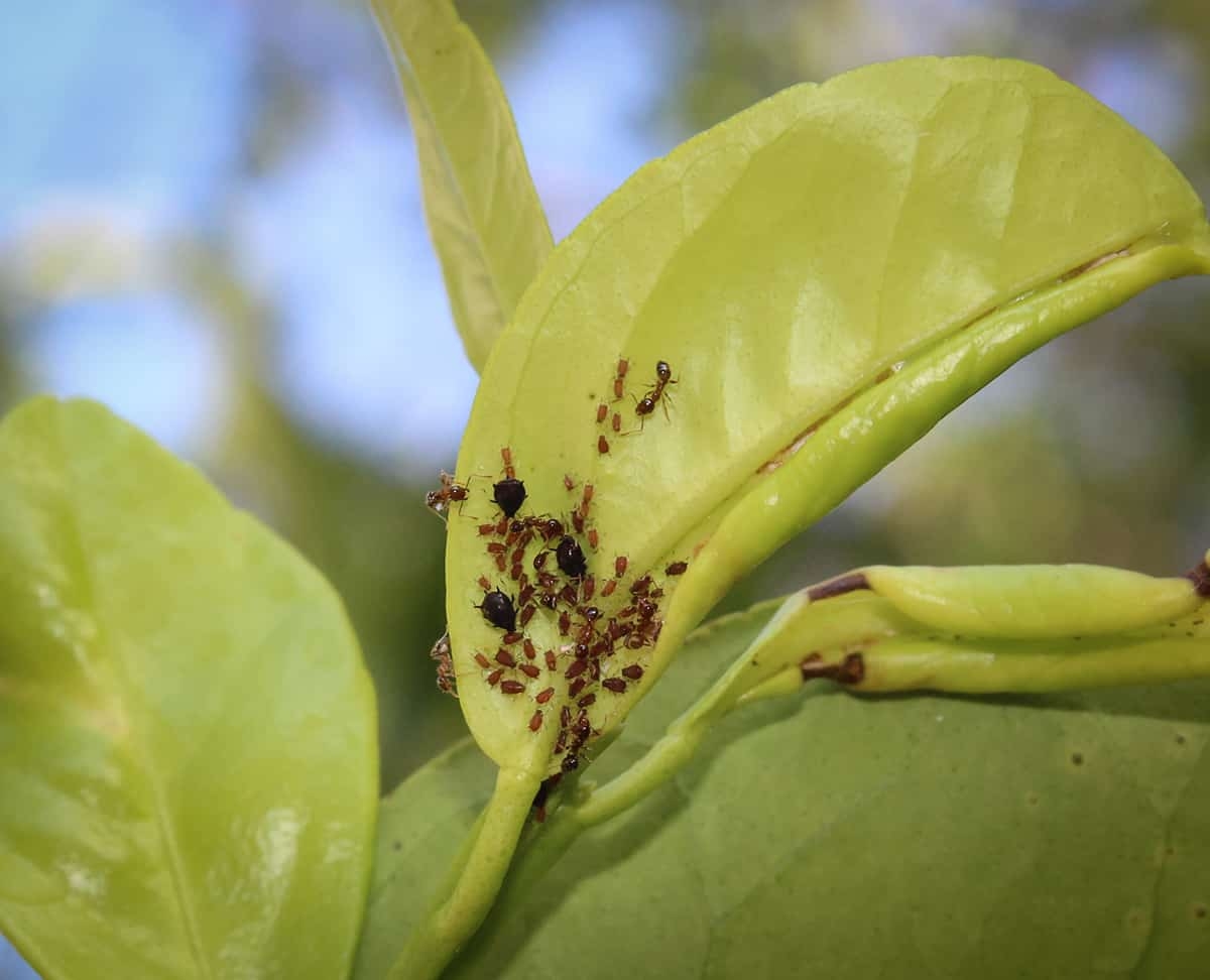 11 Citrus Tree Pests And Diseases That Can Destroy Your Grove