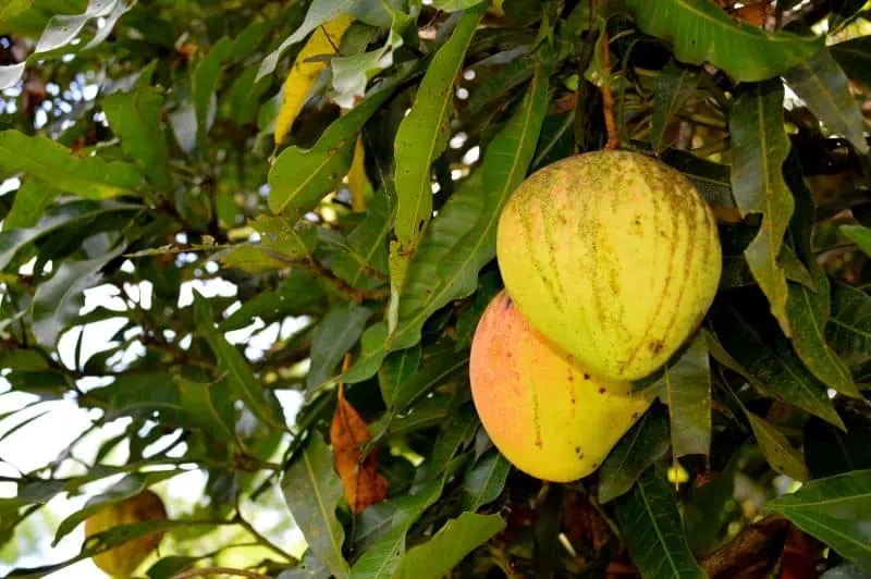florida fruit trees pictures