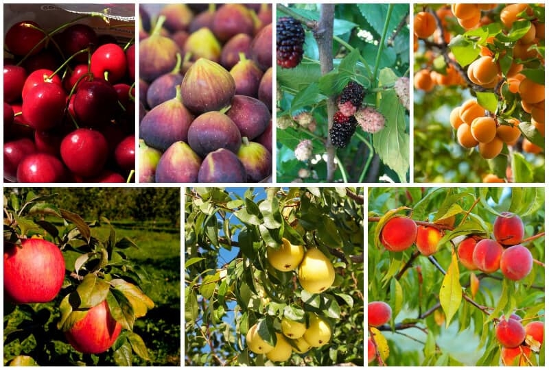 fruit trees pictures free