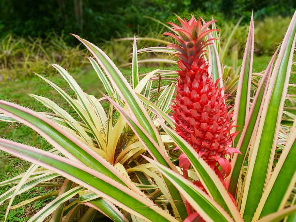 13 Jamaican Fruits To Try When Traveling To Jamaica