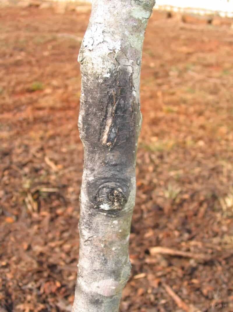 fruit tree diseases pictures