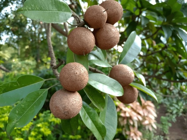 chiku fruit picture