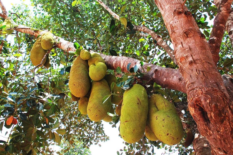 20 African Fruits You Need To Try Nomad Paradise