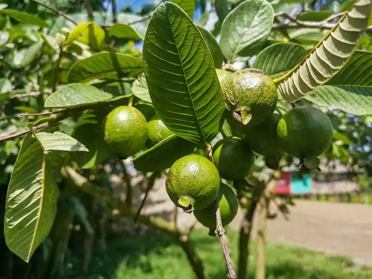 cuban fruits pictures