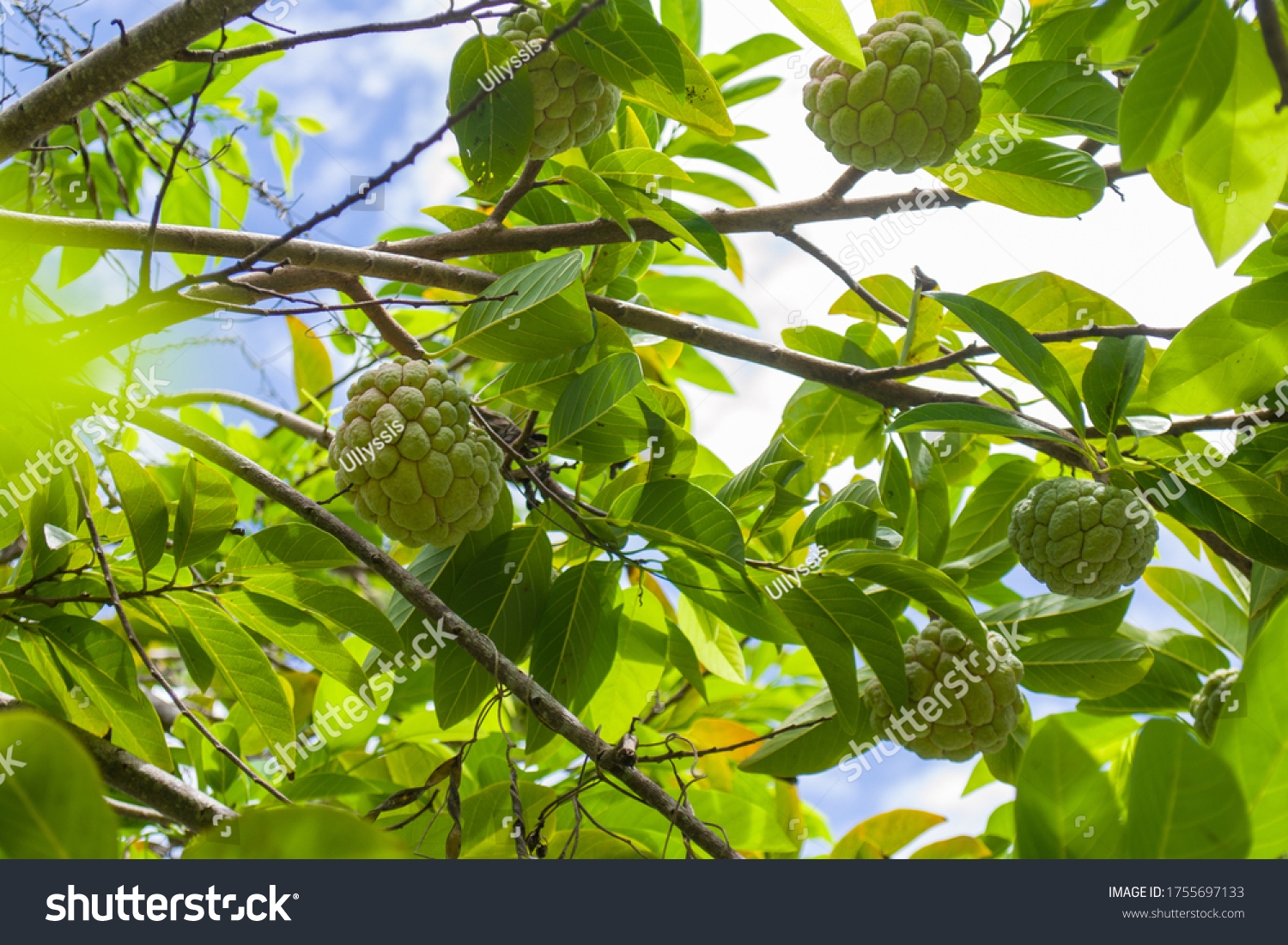 233 Atis Fruit Images Stock Photos 3D Objects Vectors Shutterstock