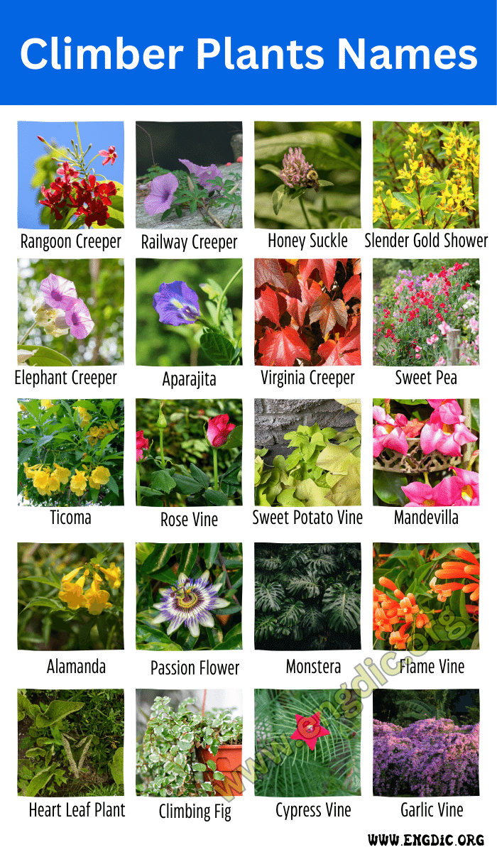 25 Climber Plants Names With Pictures Examples Of Vines Climber
