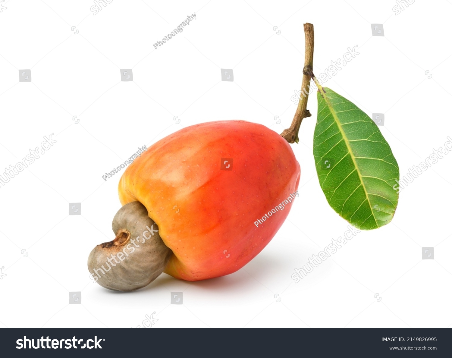 6 105 Cashew Fruit Tree Stock Photos Images Photography Shutterstock