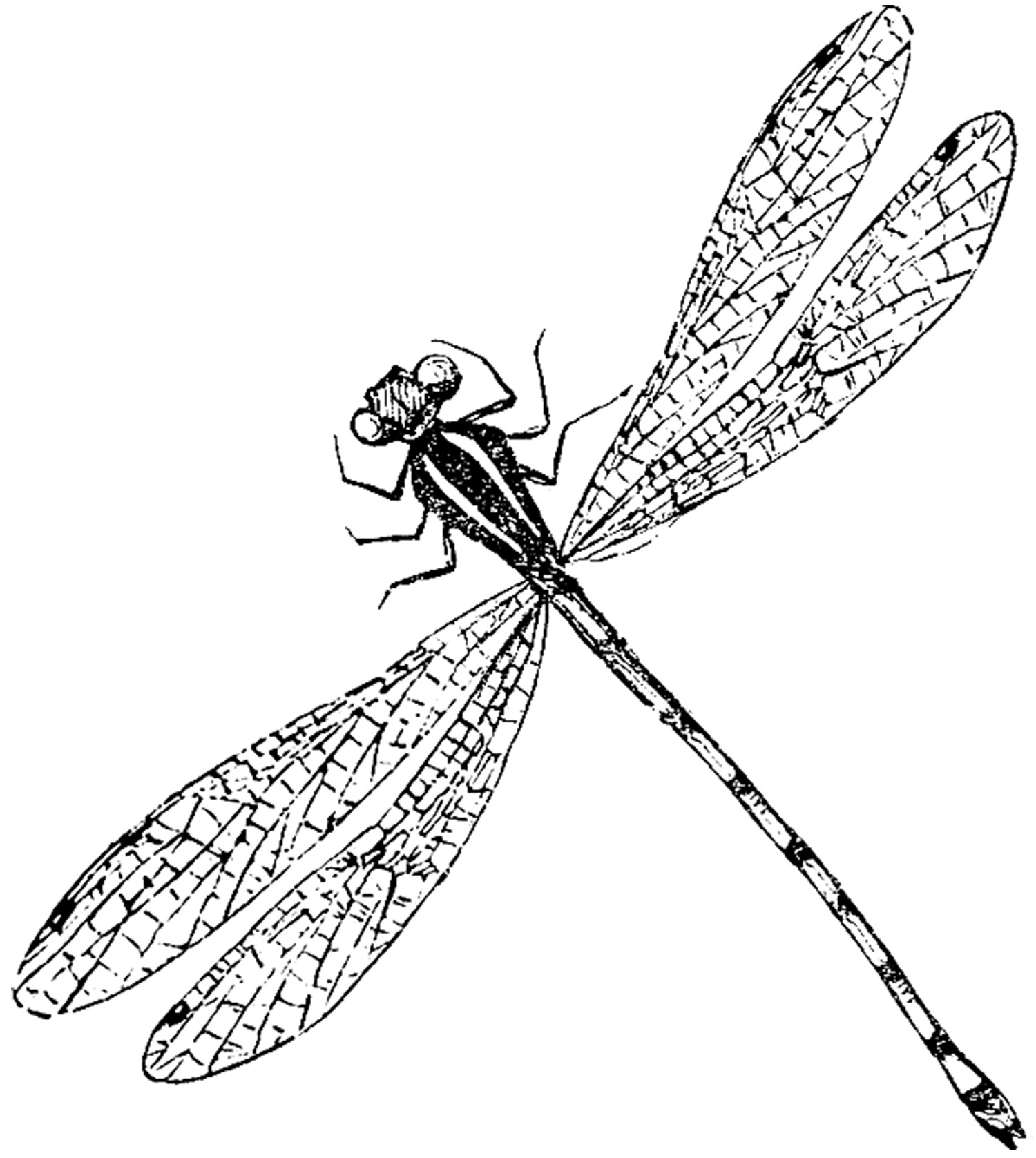 free printable pictures of dragonflies