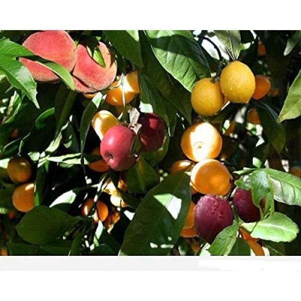 6 In 1 FRUIT COCKTAIL TREE 6 Different FRUITS On One Plant