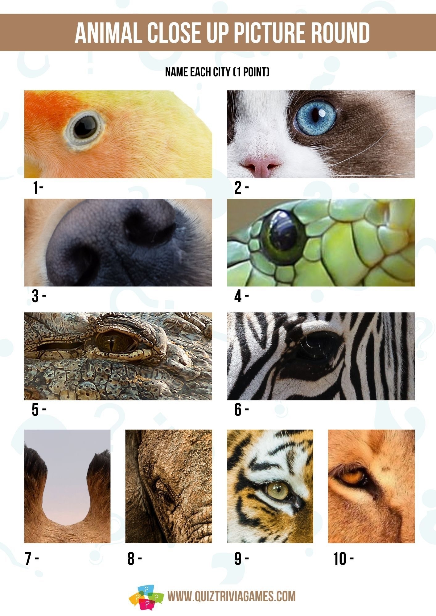 7 Free Printable Close Up Picture Quiz Rounds Quiz Trivia Games