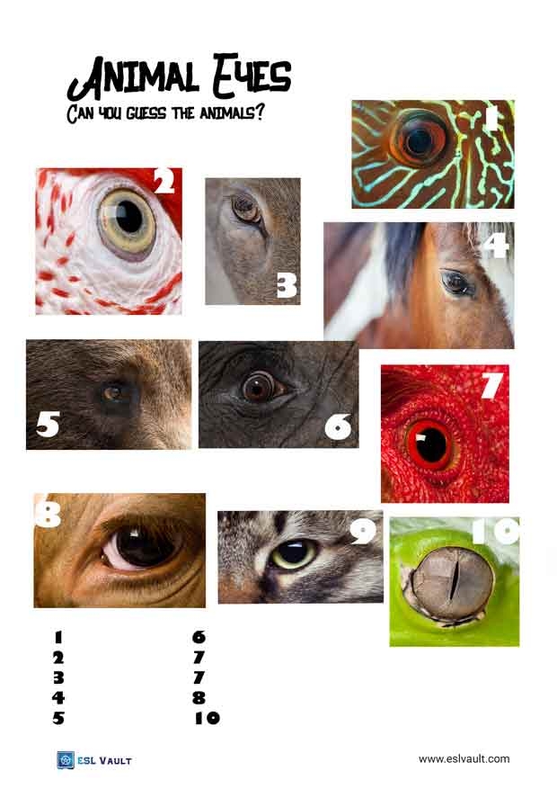 8 Close Up Picture Quiz Printables ESL Vault