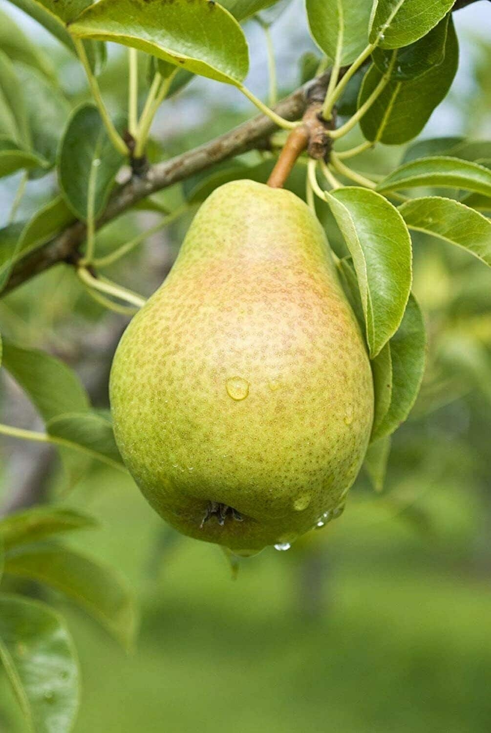 pear fruit tree pictures