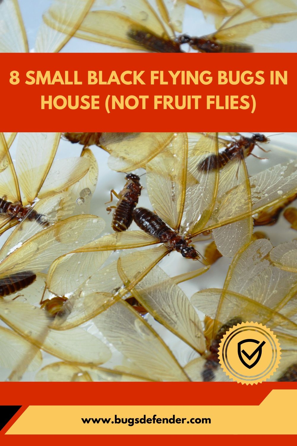 8 Small Black Flying Bugs In House Not Fruit Flies 