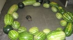 high contrast pictures of fruit floating threateningly