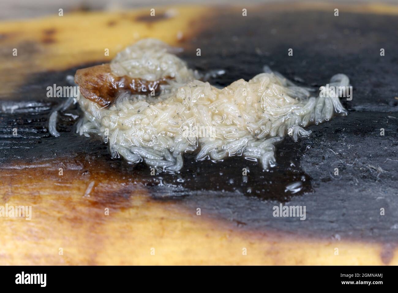fruit fly maggots picture