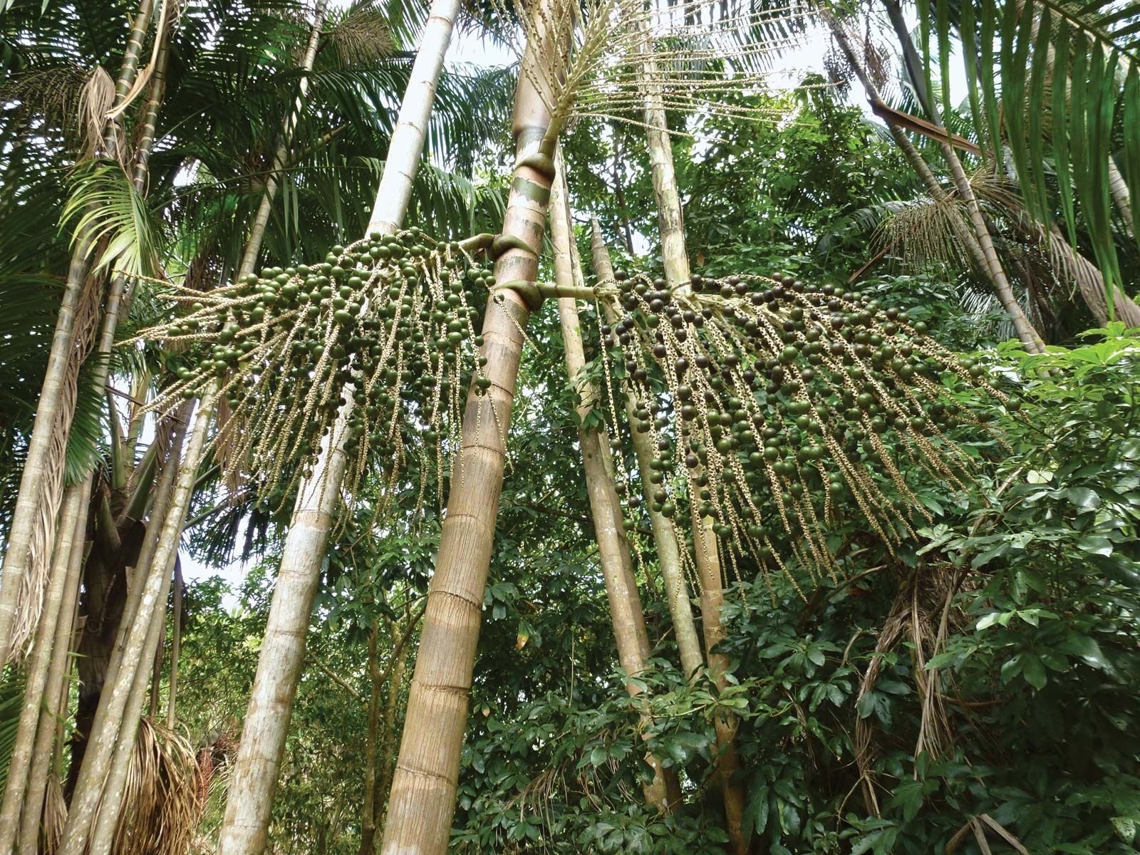 acai fruit picture