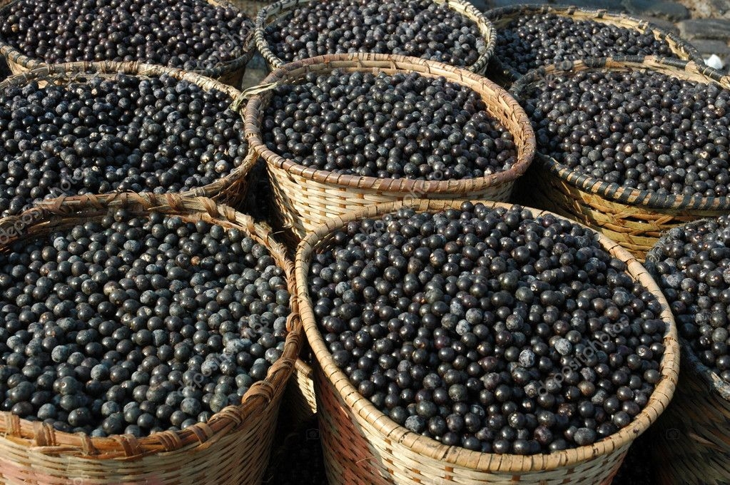 Acai Fruit Harvest Stock Photo Jbk photography 8795906