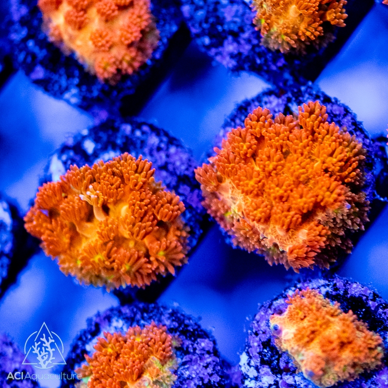 citrus fruit pictures