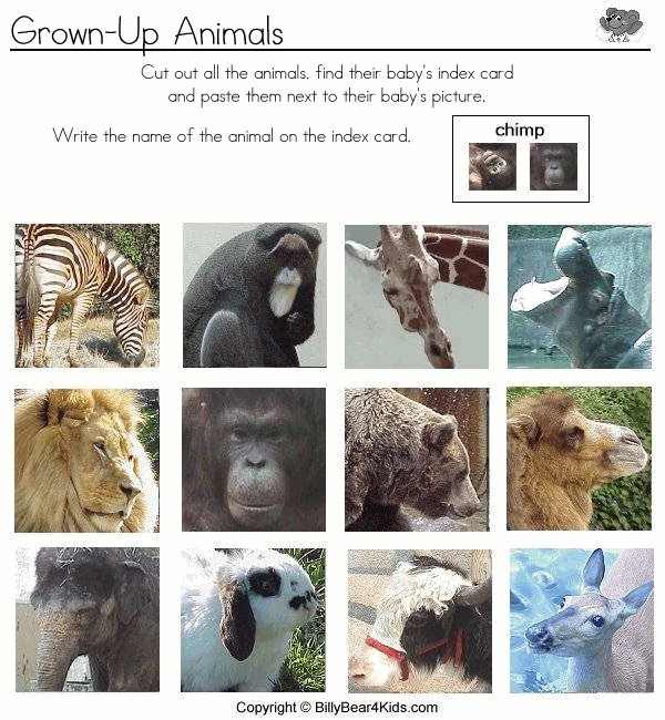 free printable baby animals forest game