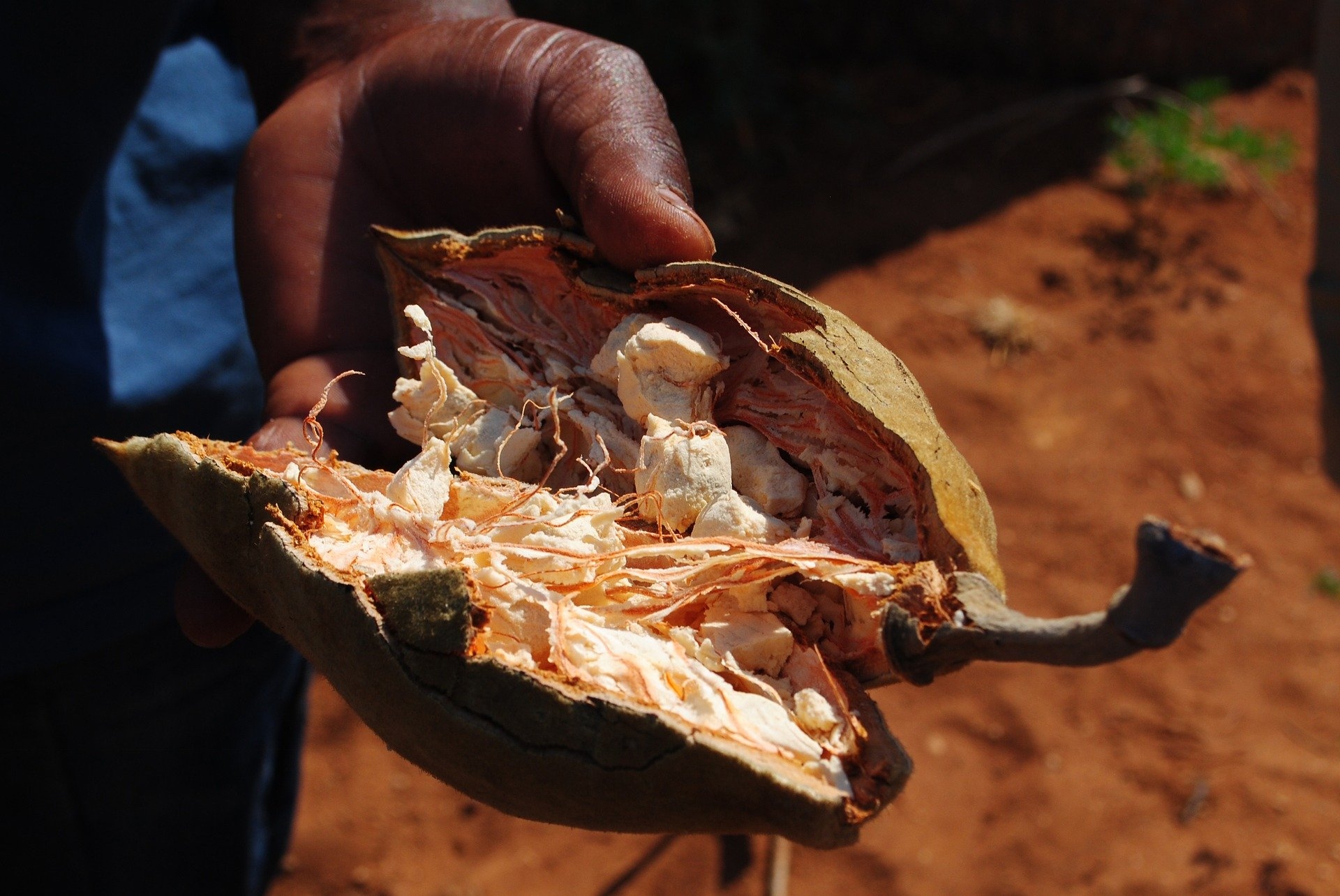 African Fruits ONLYONE TRAVEL AFRICA Tour