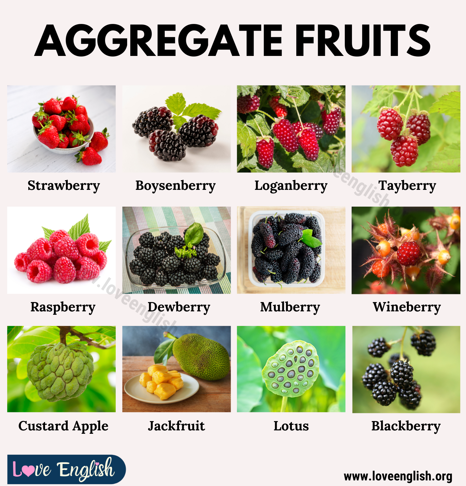 Aggregate Fruit Names List Of 20 Aggregate Fruits With Their 