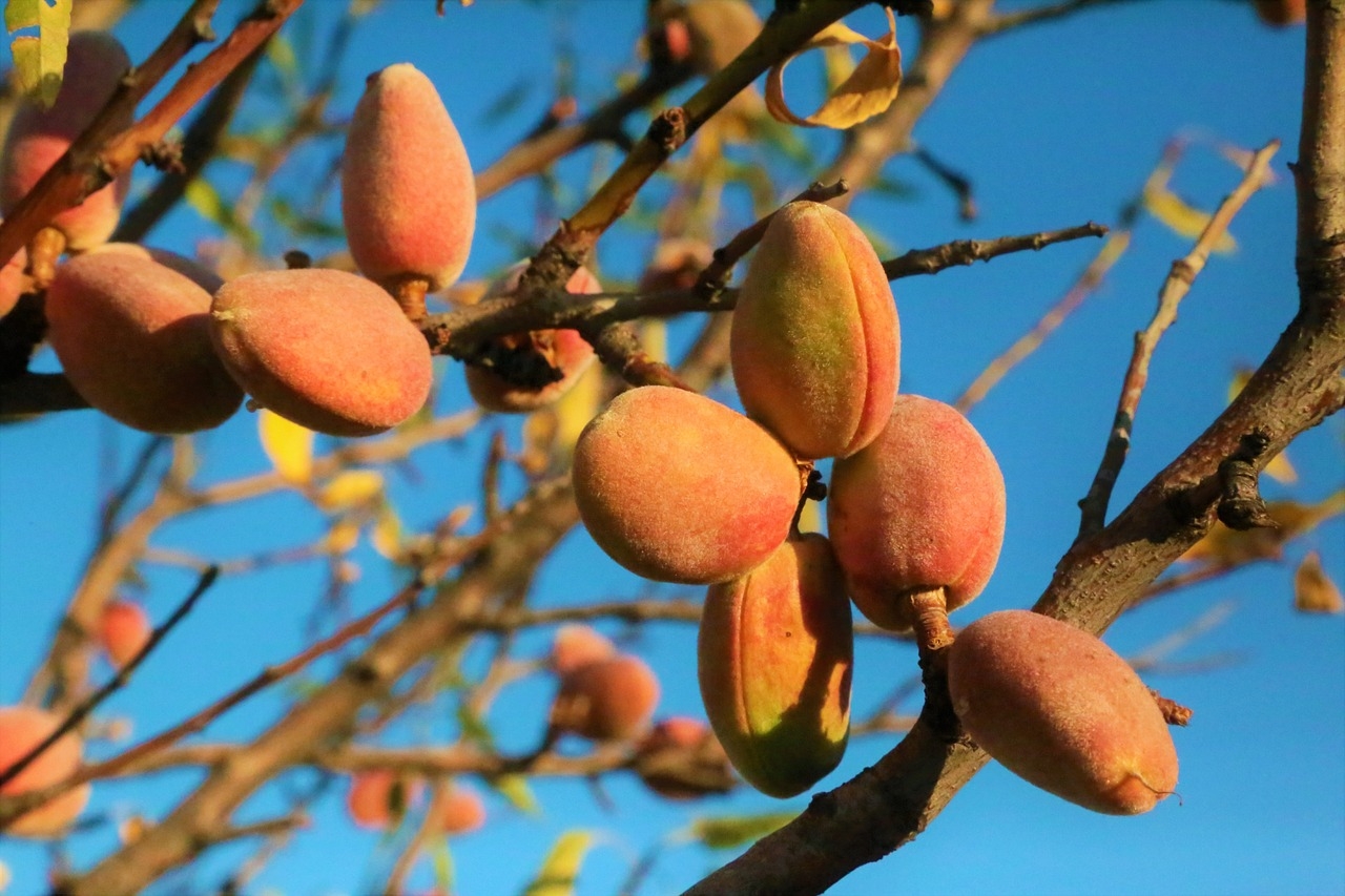 Almond Tree Free Photo On Pixabay