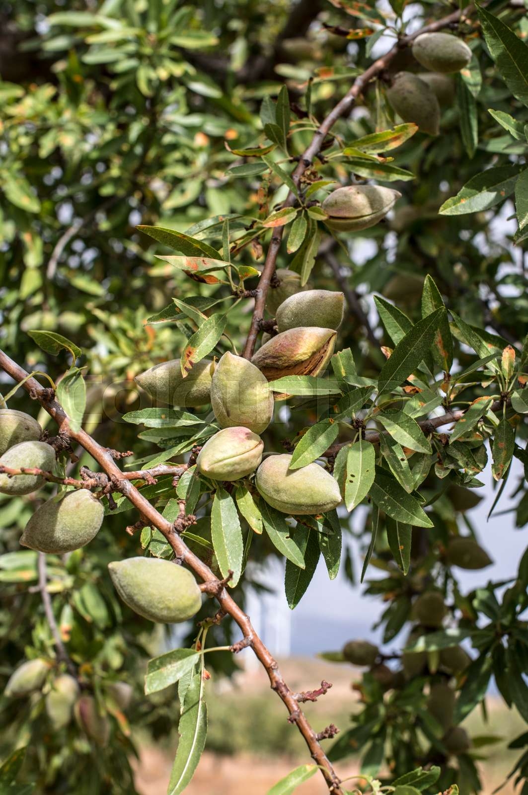 Almond Tree With Fruits Stock Image Colourbox