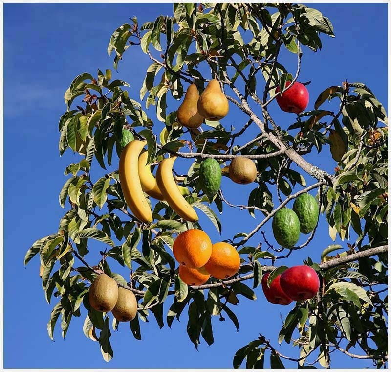 fruit tree picture