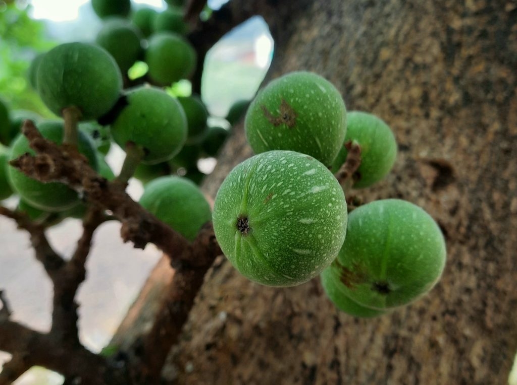 Anjeer Fruit On A Tree PixaHive