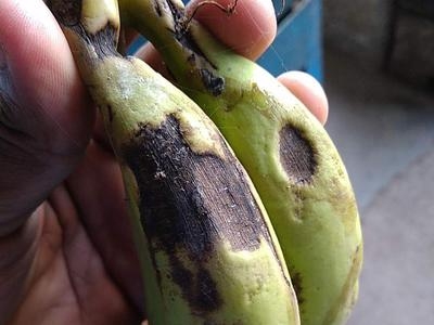 banana fruit diseases pictures