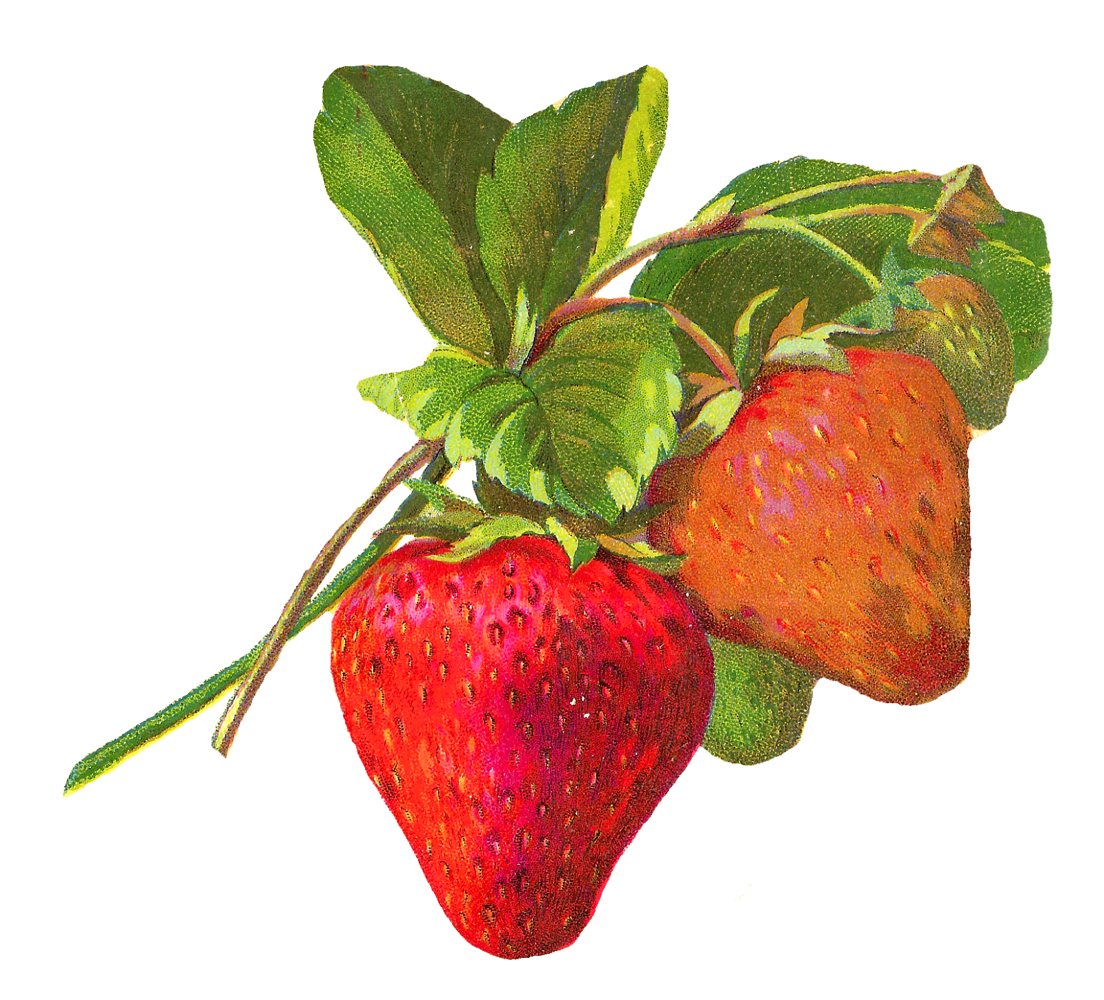 Antique Images Antique Fruit Illustrations Strawberry Rowan Berry 