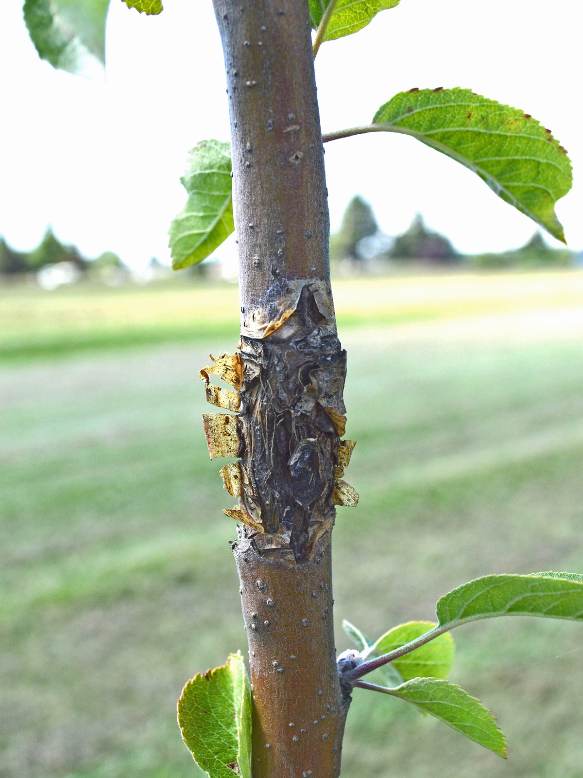 Apple Anthracnose WSU Tree Fruit Washington State University