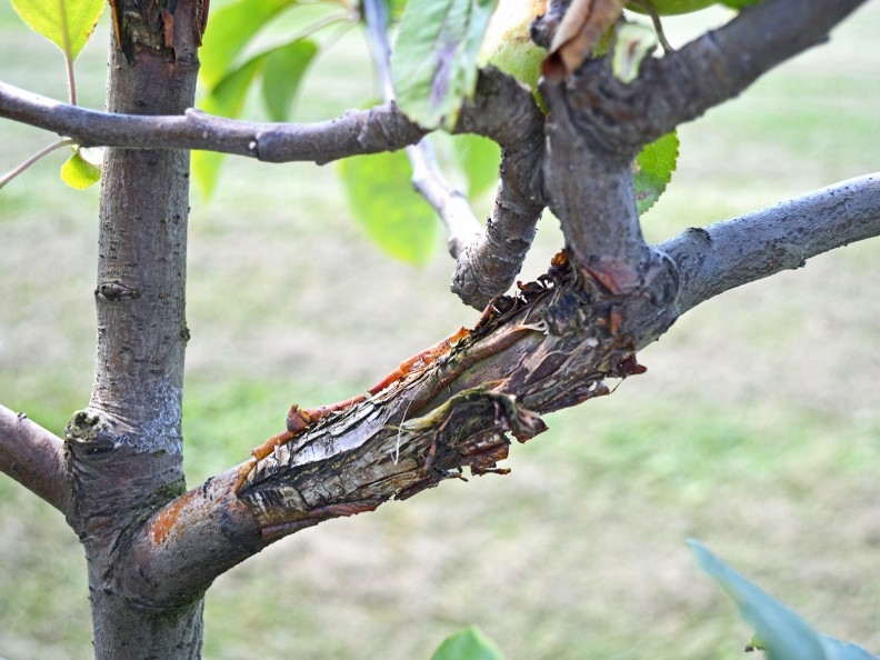 Apple Anthracnose WSU Tree Fruit Washington State University