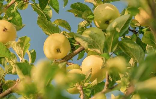 Apple Tree Fruits Online Jigsaw Puzzles