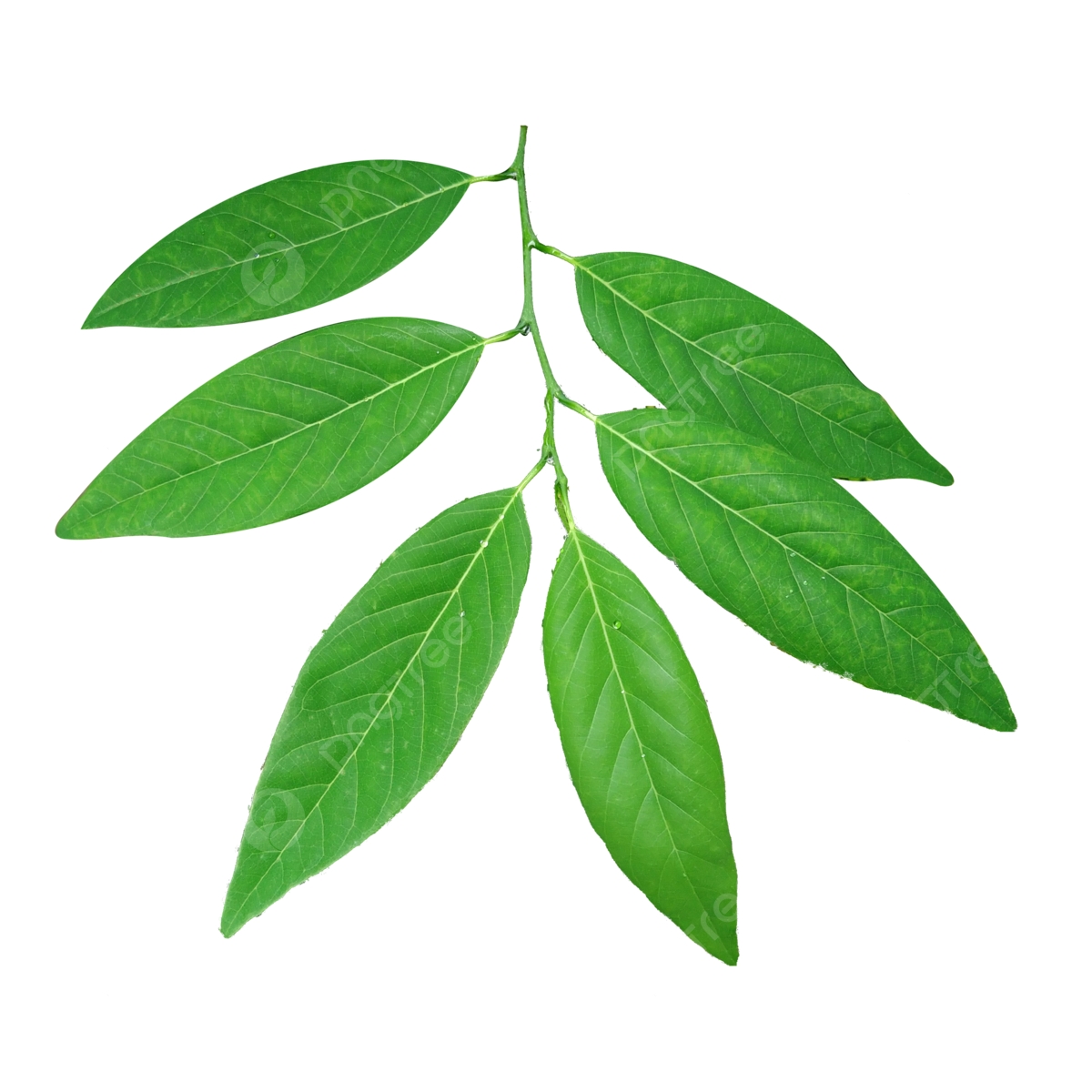 fruit leaves pictures