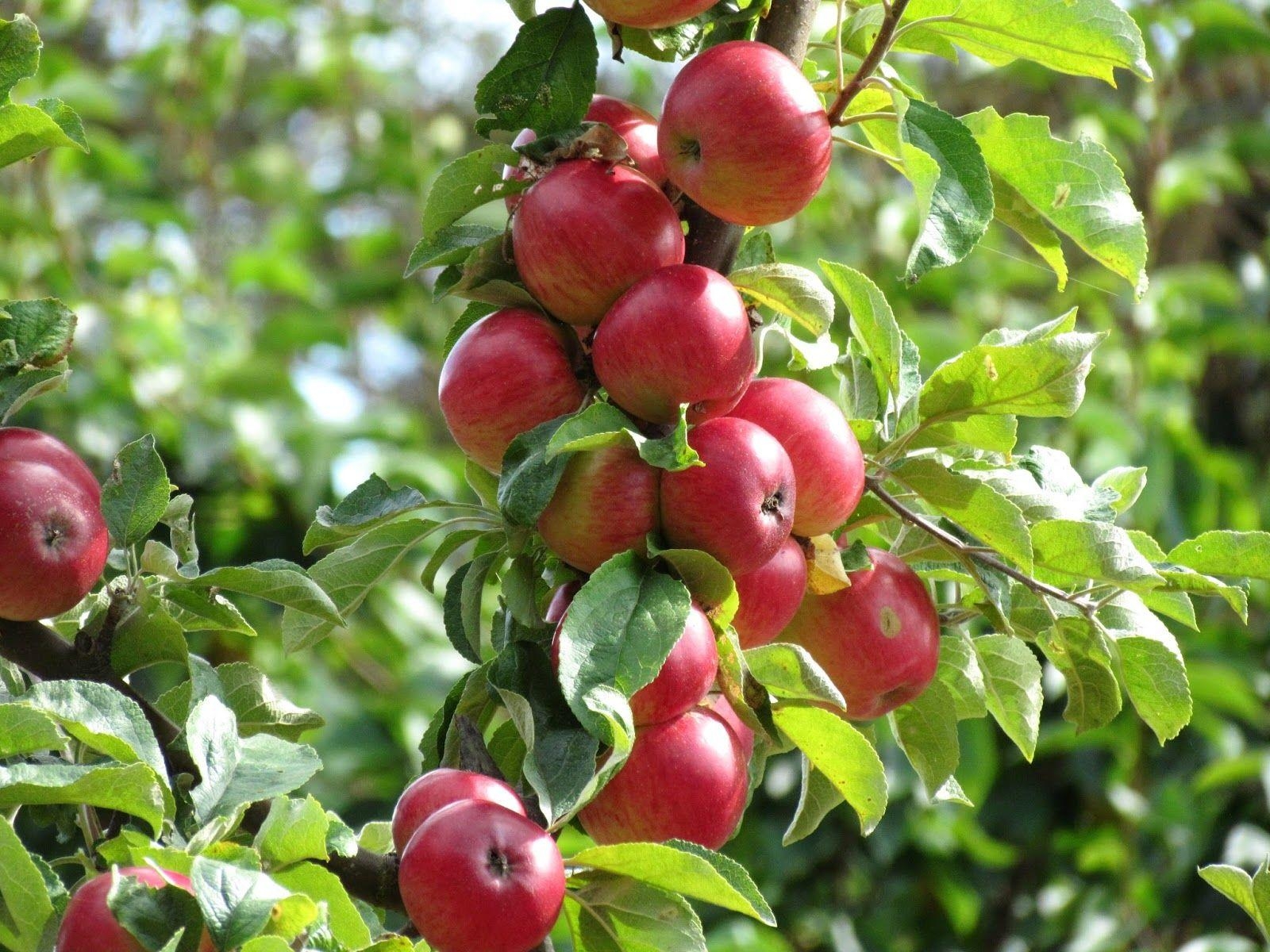 picture of apple tree with fruits