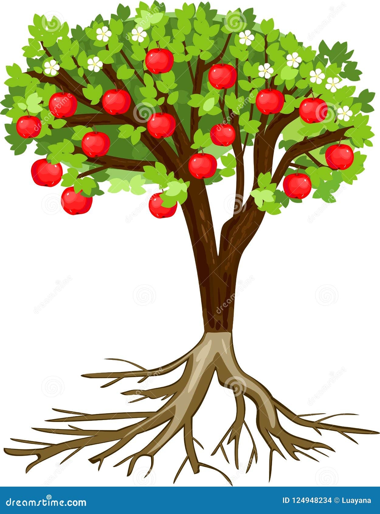 Apple Tree With Root System Flowers Fruits Isolated On White 