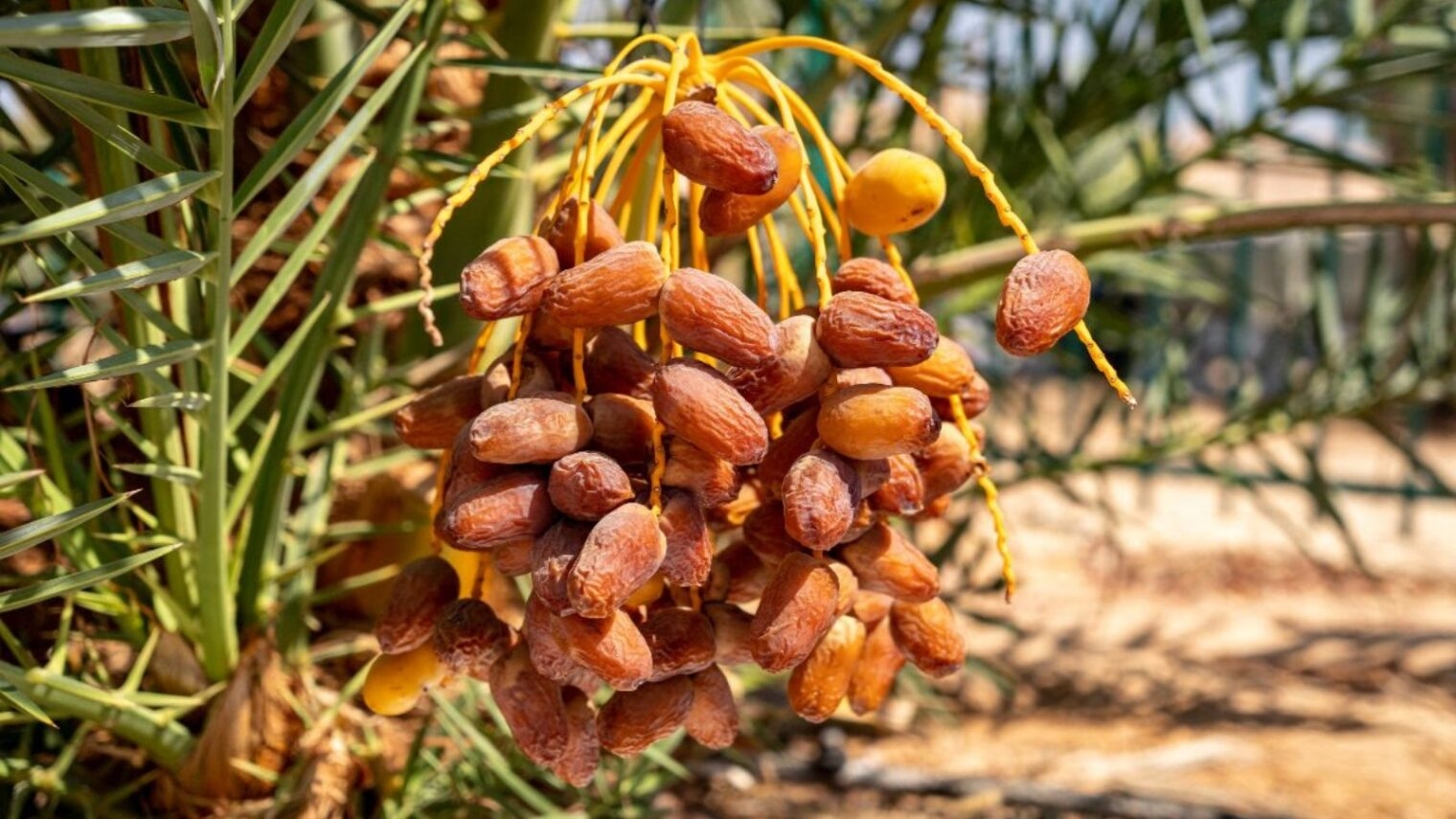 dates fruit picture