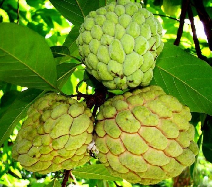 Atis Fruit In Spanish Armes