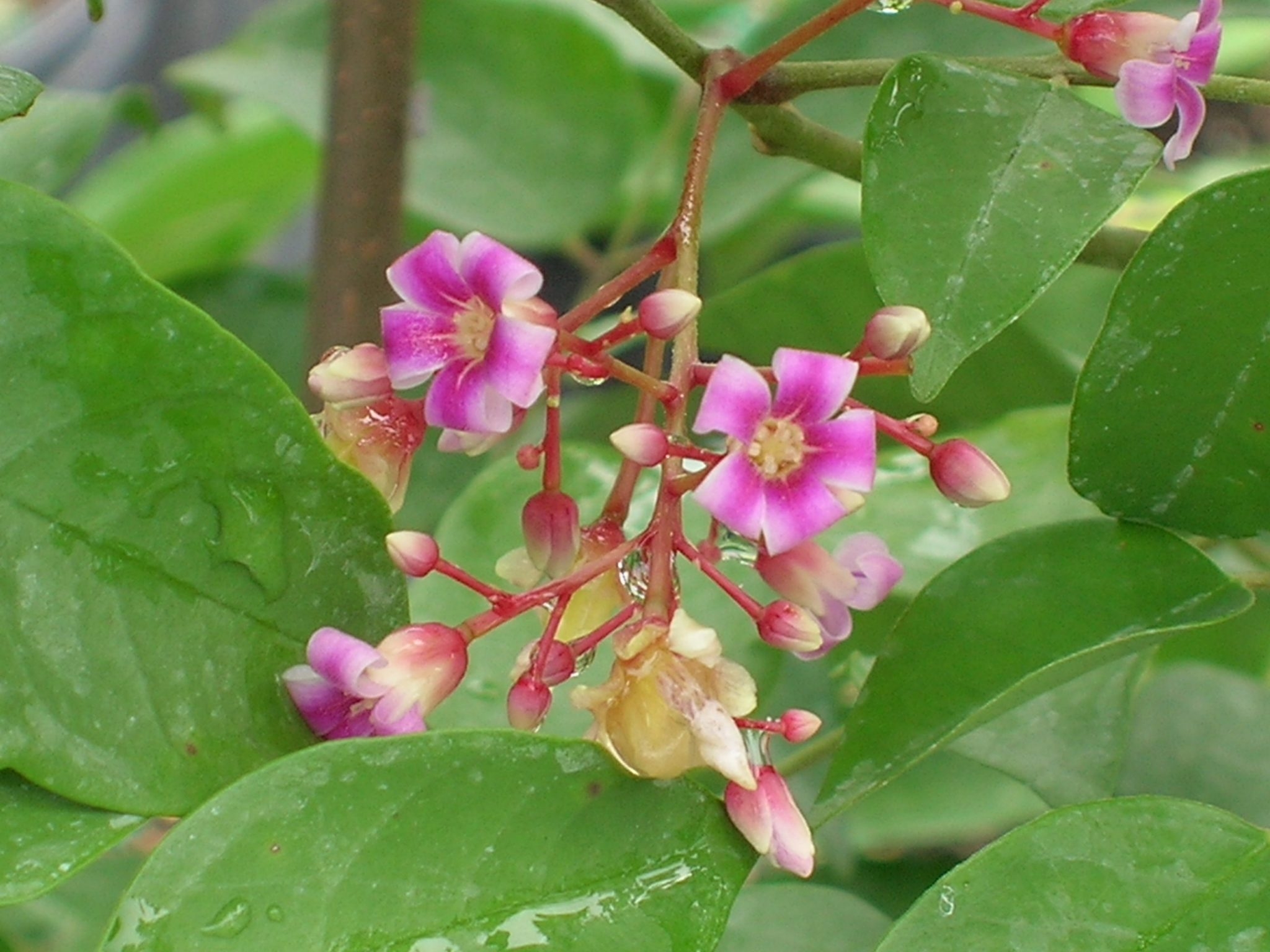 Averrhoa Carambola Star Fruit Richard Lyons Nursery Inc