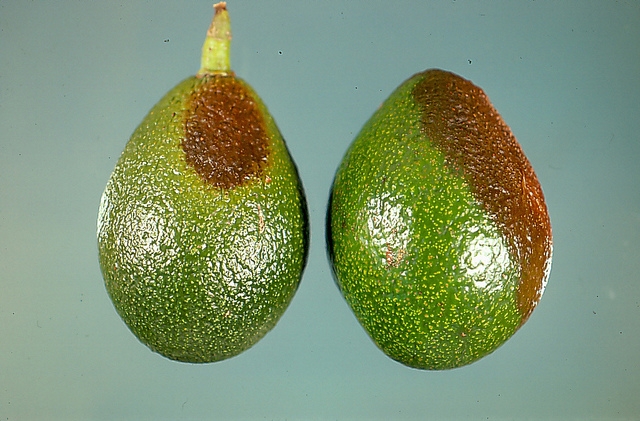 Avocado Diseases
