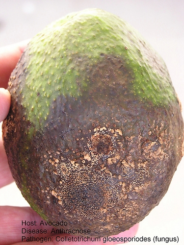 Avocado Diseases