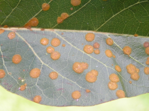 avocado fruit diseases pictures