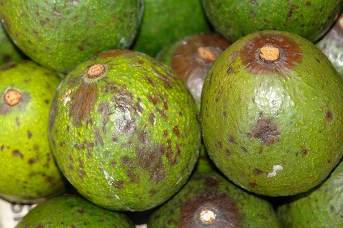 Avocado Diseases