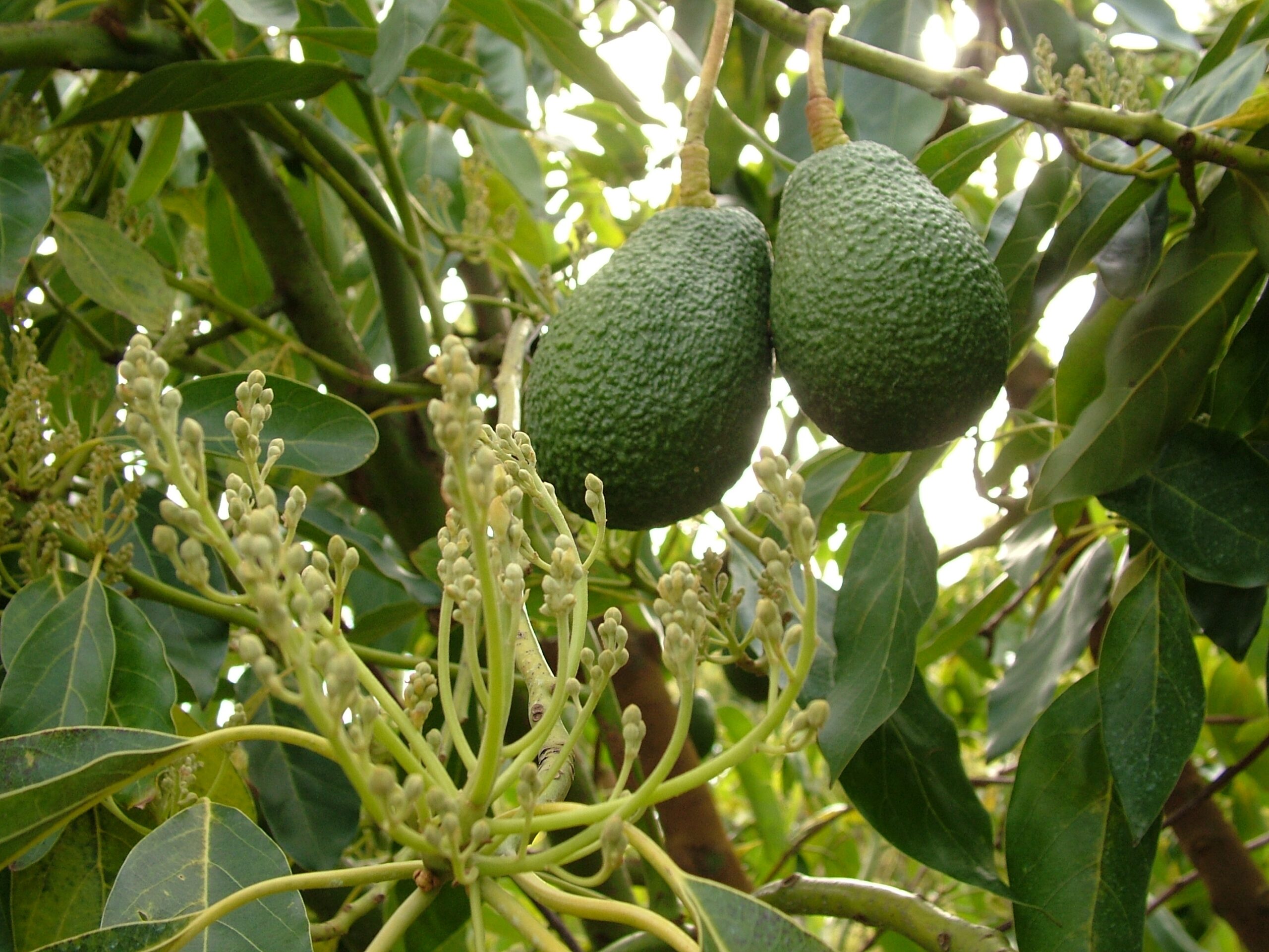 Avocado Tree With Fruit