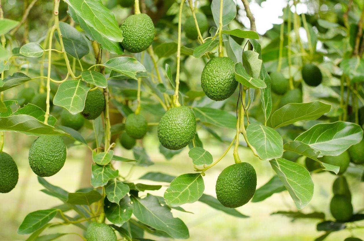 Avocado Tree With Fruit