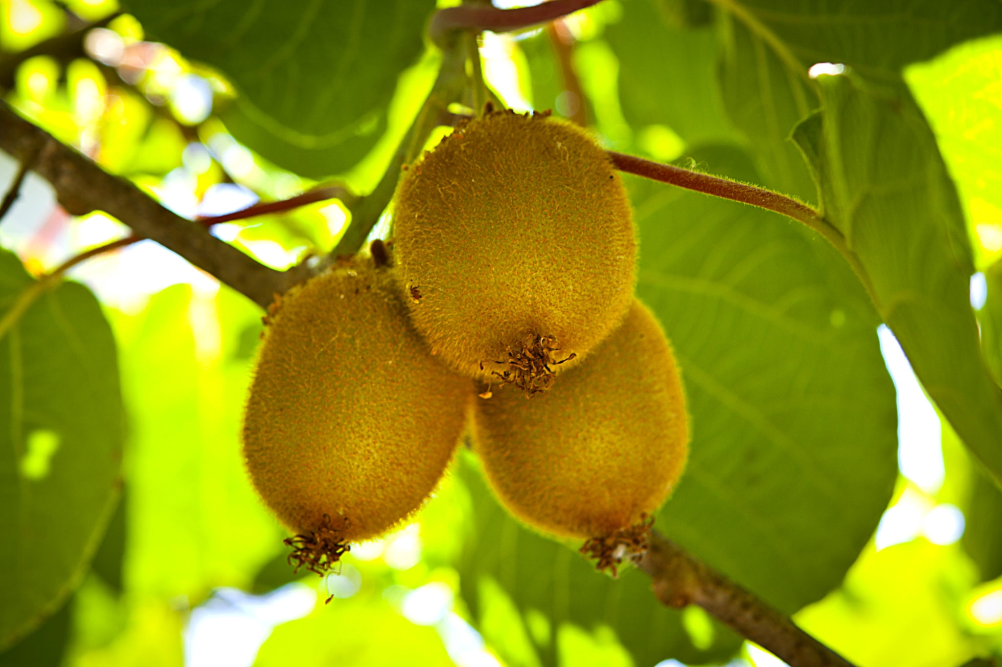 Baby Kiwi Fruit Tree Kiwifruit Te Puke