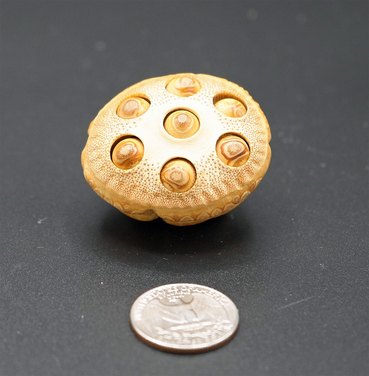 Bamboo Carved Lotus Fruit ZenMu Art