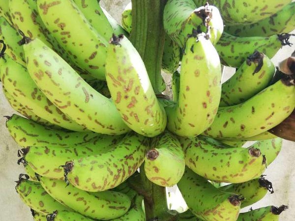 Banana Fruit Scarring Beetle Pests Diseases